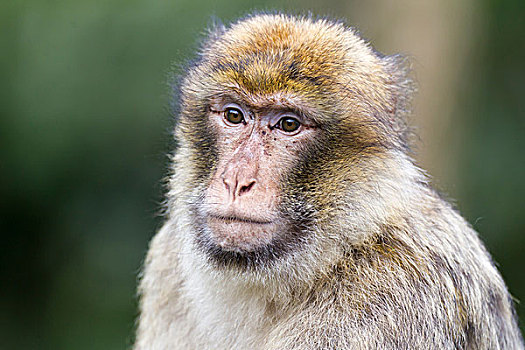 叟猴,成年,俘获,莱茵兰普法尔茨州,德国,欧洲