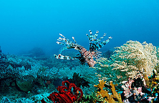 蓑鲉,翱翔蓑鲉,上方,珊瑚礁,科莫多,印度洋,印度尼西亚