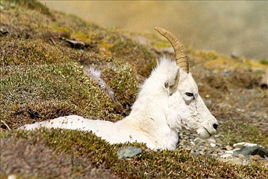 野大白羊,白大角羊,绵羊,山,克卢恩国家公园,育空,加拿大