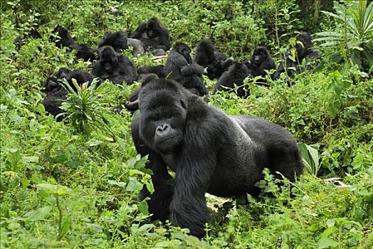 山地大猩猩,大猩猩,保护,军队,火山国家公园,卢旺达