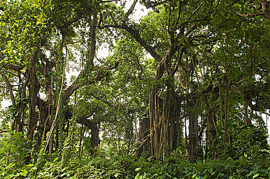 树,树林,加尔各答,西孟加拉,印度