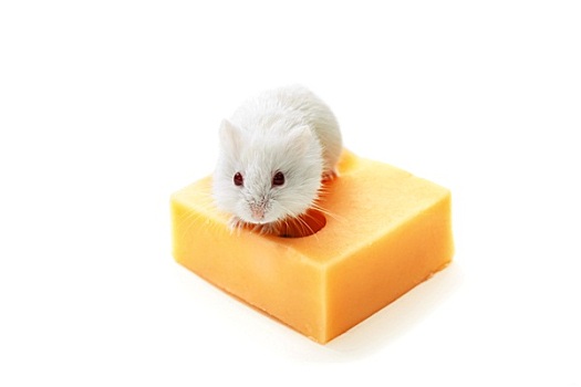 白鼠,奶酪