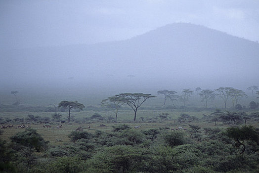 坦桑尼亚,塞伦盖蒂,风景,降雨
