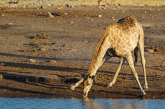 南非,长颈鹿,雌性,喝,水潭,夜光,埃托沙国家公园,纳米比亚,非洲