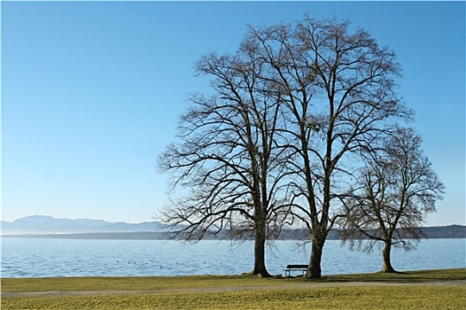 树,湖