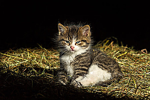 小猫,稻草