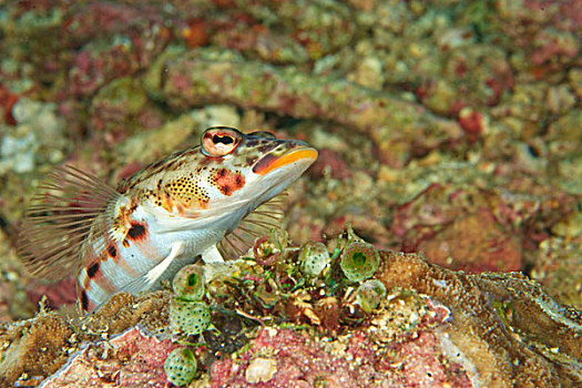 虾虎鱼,班达海,印度尼西亚