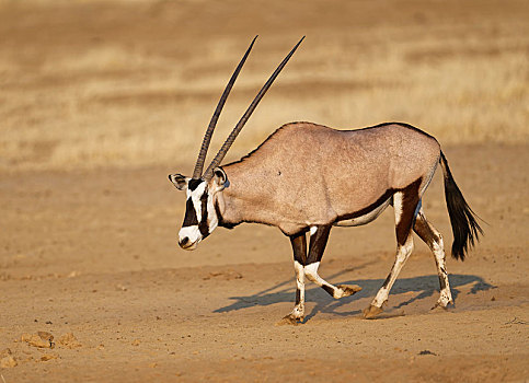 南非大羚羊,羚羊,卡拉哈迪大羚羊国家公园,南非,非洲