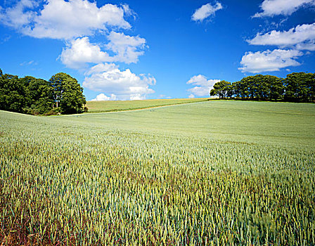 英格兰,汉普郡,靠近,风景,干草,草地,树林,夏天