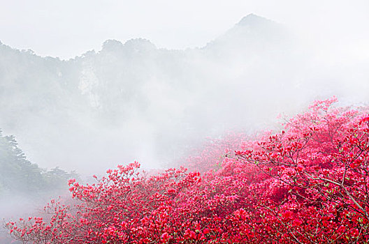 麻城杜鹃花