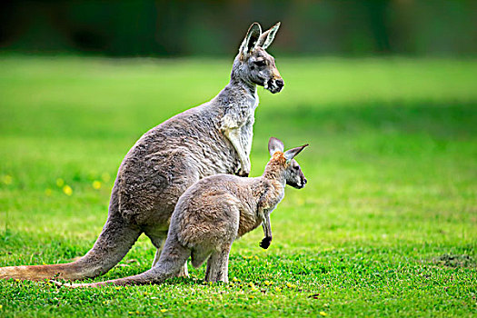 红袋鼠,成年,女性,亚成体,南澳大利亚州
