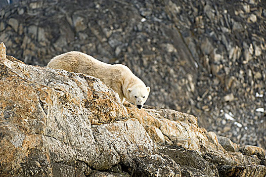 挪威,斯匹次卑尔根岛,北极熊,成年,岩石,岸边,觅食