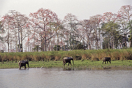 印度,阿萨姆邦,省,卡齐兰加国家公园,野生,亚洲象