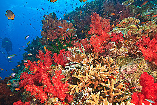 蓑鲉,围绕,茂密,软珊瑚,鱼,靠近,贝卡岛,南方,维提岛,斐济,南太平洋