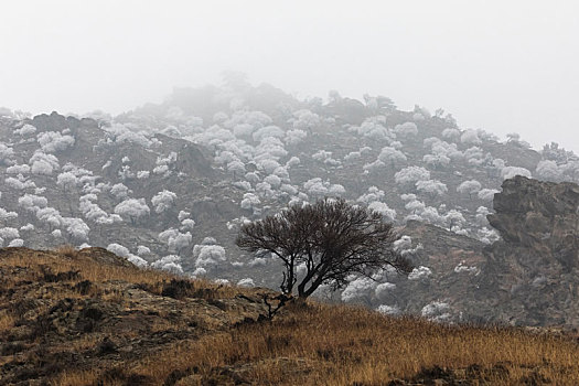 贺兰山晴雪