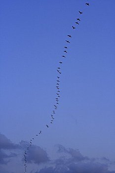 成群,白额雁,飞行