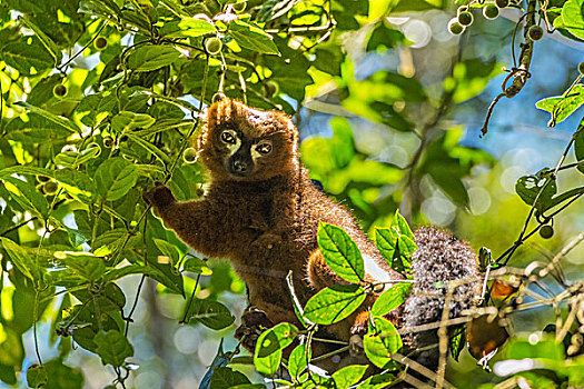madagascar马达加斯加狐猴摘果子lemur