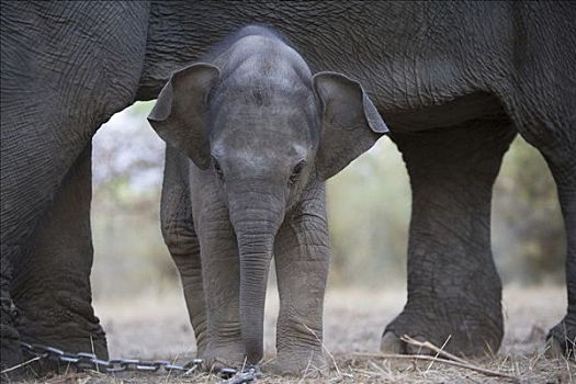 亚洲象,象属,幼兽,下面,腹部,母亲,训练,工作,大象,旅游,虎,追踪,印度