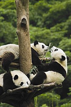 三个,熊猫,休息