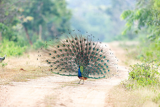 雄性孔雀炫耀自己美丽的羽毛