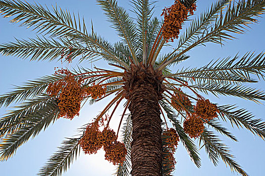 仰拍,枣,树,阳光,蓝天,棕榈泉,加利福尼亚,美国