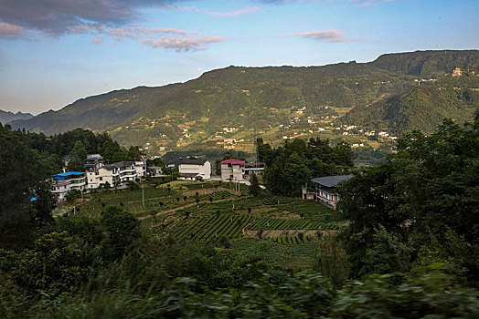 茶园,山区,土地,湖北,神农架,大山,种植,经济作物,农村,茶农