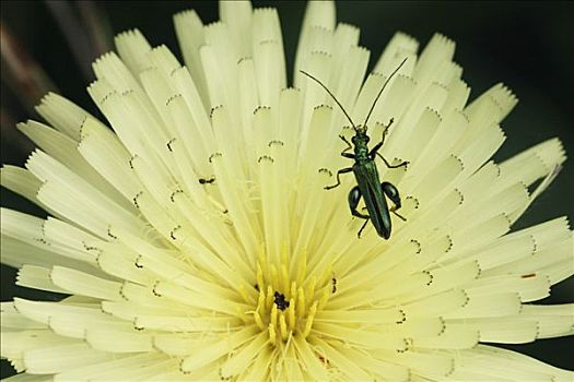 甲虫,混种花卉