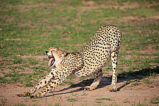 印度豹,猎豹,成年,哈欠,伸展,沙子,禁猎区,克鲁格国家公园,南非,非洲