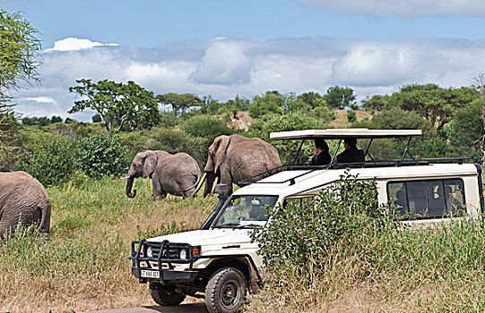 坦桑尼亚,塔兰吉雷国家公园,长颈鹿,树,丛林,自然保护区,野生动物