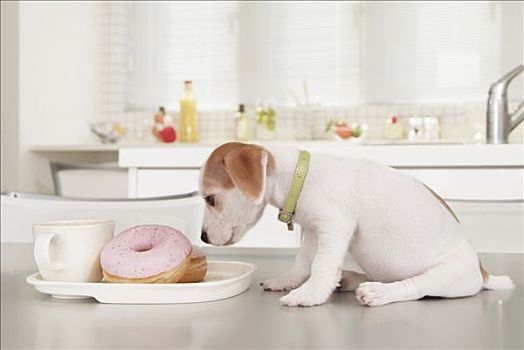 杰克罗素狗,小狗,嗅,甜甜圈
