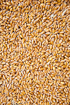 成熟饱满的小麦颗粒