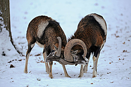 两个,欧洲盘羊,争斗,自然保护区,下萨克森,德国,欧洲