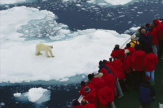 北极熊,游客,生态旅游,船,北极