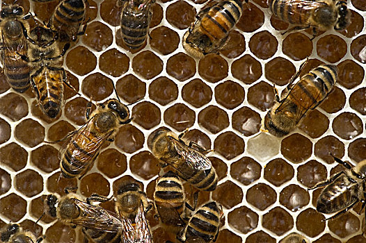 蜜蜂,蜂窝,德国,欧洲