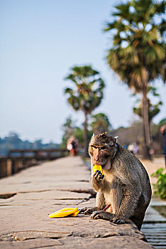 小吴哥内的猴子柬埔寨暹粒吴哥