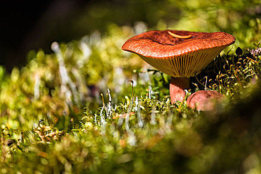 蘑菇特写,越来越多的,当中,苔,湖产品,步道,优鹤国家公园,英属哥伦比亚大学,加拿大