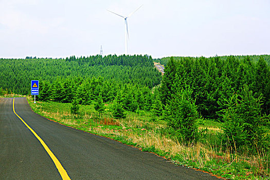 柏油路穿过松树林