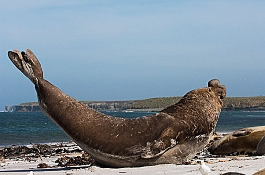 象海豹,雄性动物,伸展,海狮,岛屿,福克兰群岛