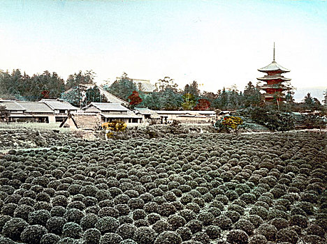 茶园,塔,后面,京都,日本,亚洲
