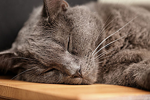 英国短毛猫,猫,睡觉,木桌,特写,头像