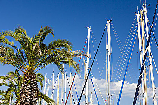 棕榈树,帆船,桅杆