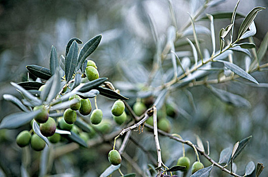 科西嘉,橄榄,树