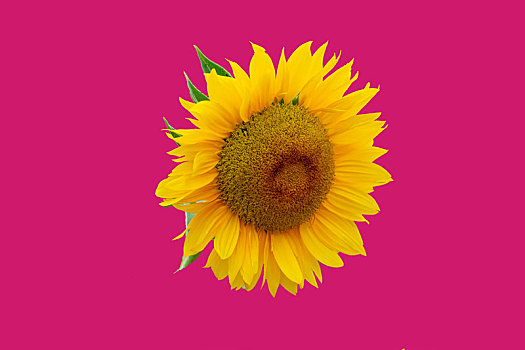 纯色背景花卉－向日葵