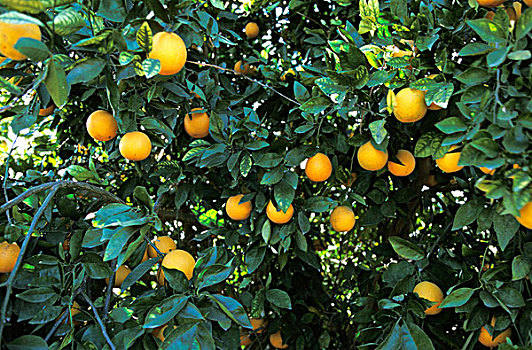 橘树,甜橙,科西嘉岛,法国