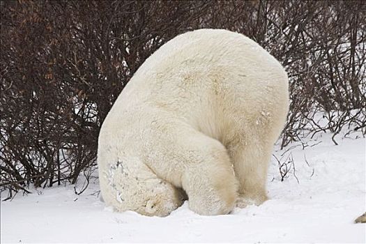 北极熊,翻跟头,丘吉尔市,曼尼托巴,加拿大