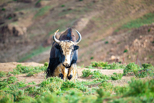 西藏的牦牛