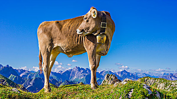 年轻,牛,阿尔卑斯草甸,奥伯斯多夫,阿尔卑斯山,巴伐利亚,德国,欧洲
