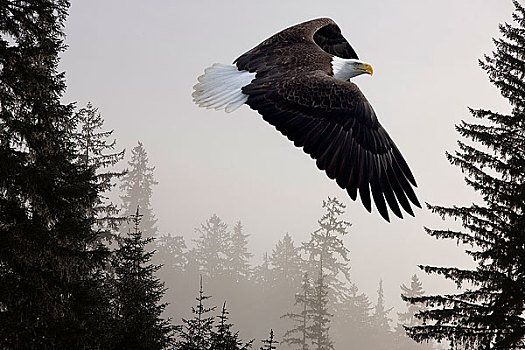 白头鹰,薄雾,通加斯国家森林,东南阿拉斯加,冬天,合成效果