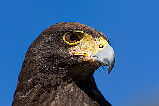老鹰,栗翅鹰,头像,萨瓜罗国家公园,亚利桑那