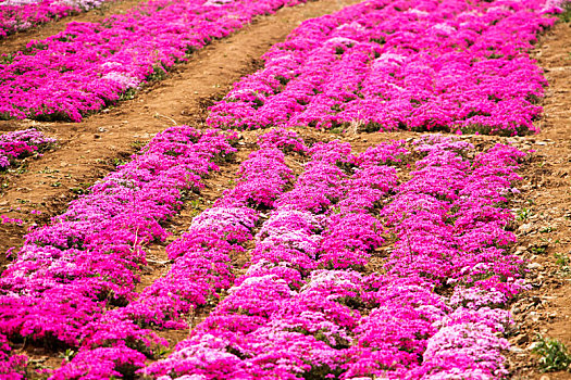 多彩花田